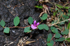 Indigofera dalzellii